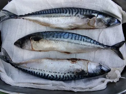 Mackerel – Primecuts Kenya
