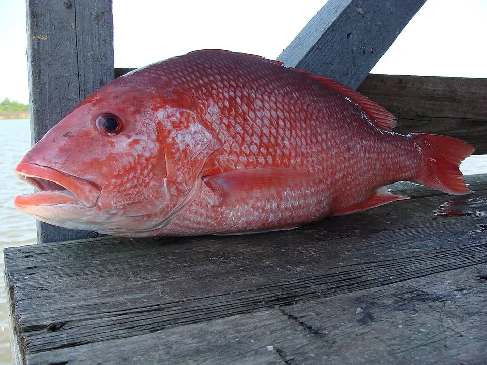 Red Snapper – Primecuts Kenya