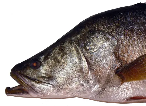 Whole Nile Perch – Primecuts Kenya
