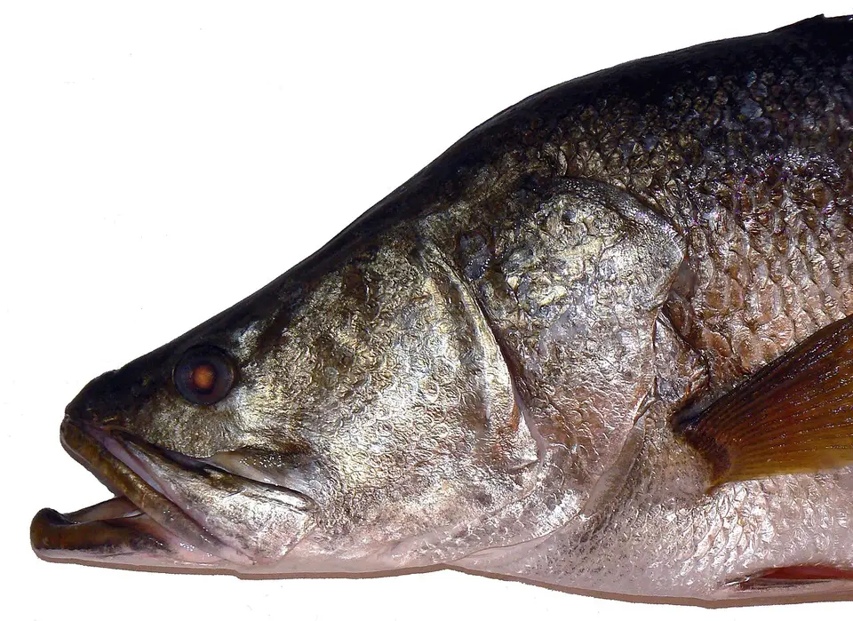 Whole Nile Perch – Primecuts Kenya
